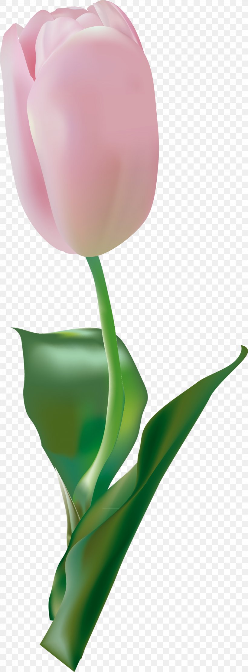 Cut Flowers Tulip Clip Art, PNG, 2158x5845px, Flower, Cut Flowers, Easter, Floral Design, Flowering Plant Download Free