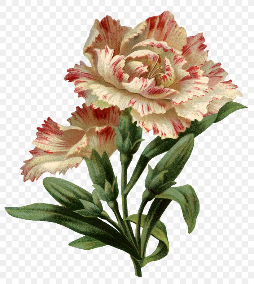 Flower Clip Art, PNG, 975x1092px, Flower, Alstroemeriaceae, Cut Flowers, Floral Design, Floristry Download Free