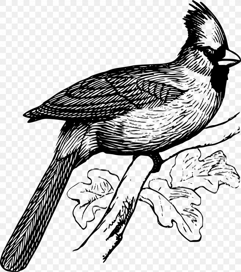Hawk Bird Clip Art Drawing Illustration, PNG, 2124x2400px, Hawk, Beak, Bird, Bird Of Prey, Bulbul Download Free