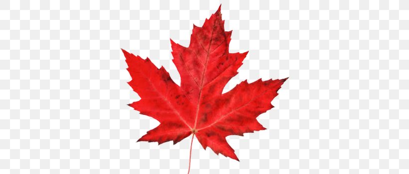 Ontario Maple Leaf Organization Logo, PNG, 350x350px, Ontario, Advertising, Canada, Decal, Flag Of Canada Download Free