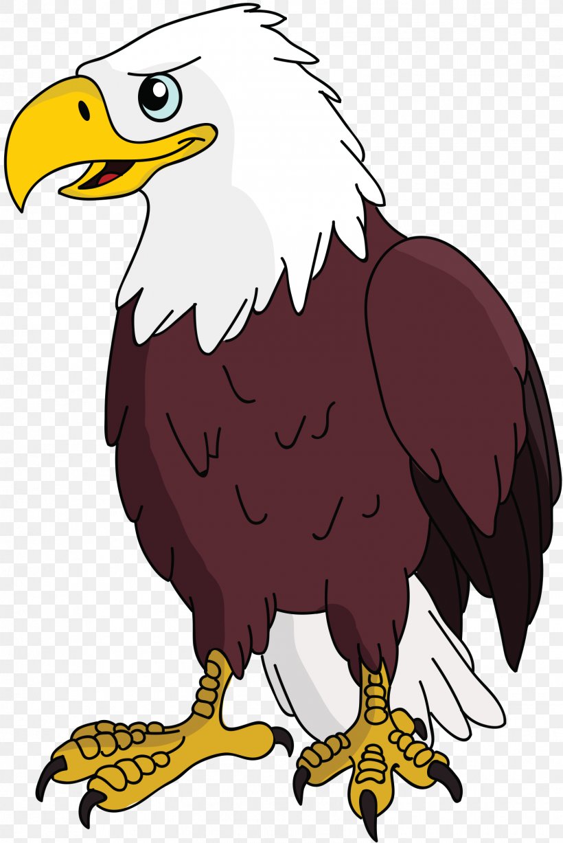 Bald Eagle Vulture Clip Art, PNG, 1607x2406px, Bald Eagle, Accipitriformes, Beak, Bird, Bird Of Prey Download Free