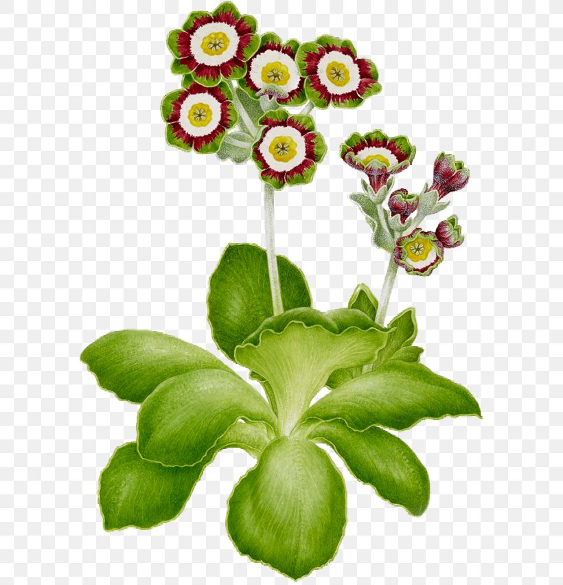 Cut Flowers Primrose Clip Art Floral Design, PNG, 590x852px, Flower, Anemone, Annual Plant, Chrysanthemum, Chrysanths Download Free