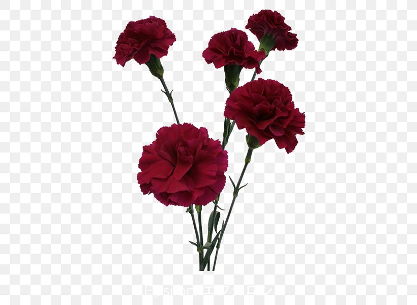 Garden Roses Carnation Centifolia Roses Cut Flowers, PNG, 600x600px, Garden Roses, All Inseason, Annual Plant, Artificial Flower, Carnation Download Free