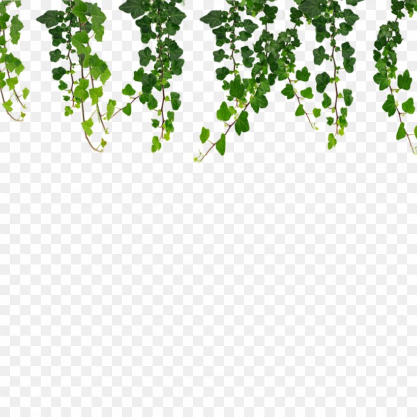 Green Leaf Background, PNG, 2289x2289px, Drawing, Common Ivy, Green, Leaf, Plant Download Free