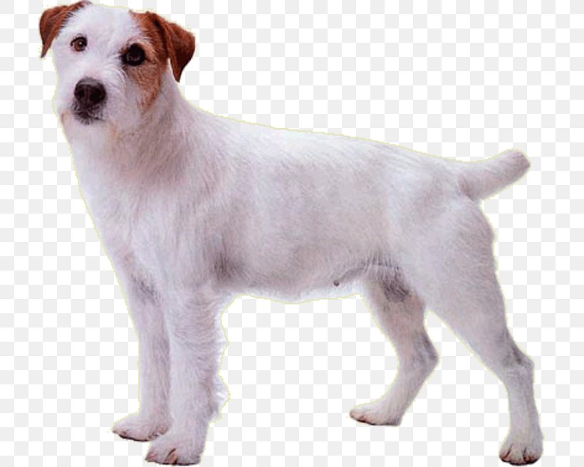 Jack Russell Terrier Parson Russell Terrier Dog Breed Rare Breed (dog) Puppy, PNG, 711x656px, Jack Russell Terrier, Carnivoran, Companion Dog, Dog, Dog Breed Download Free
