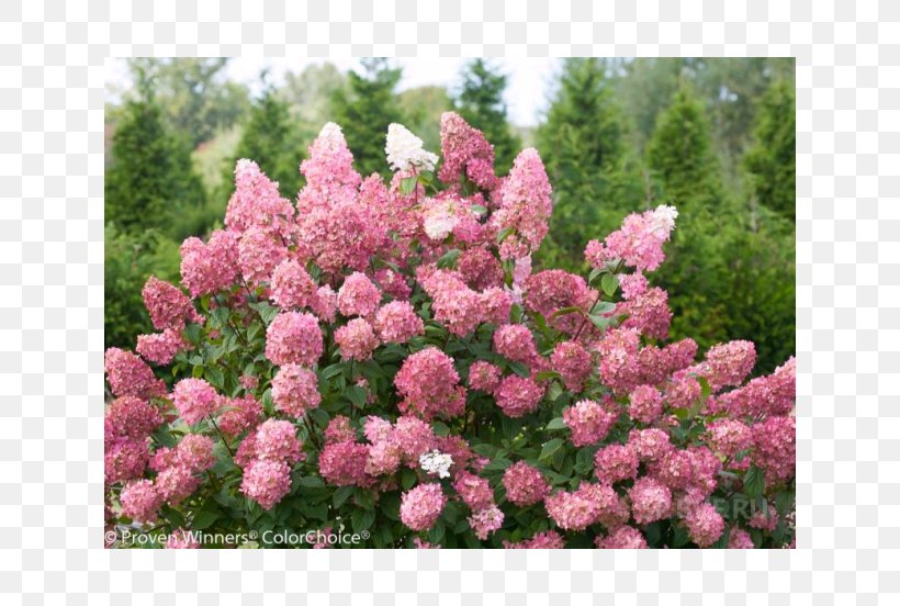 Panicled Hydrangea Light Shrub Plant Hydrangea Arborescens, PNG, 630x552px, Panicled Hydrangea, Alumroot, Annual Plant, Color, Cornales Download Free