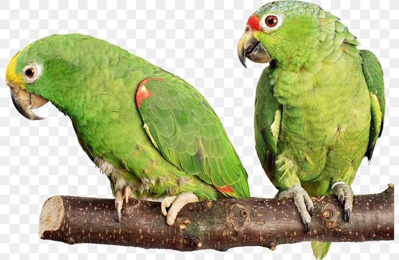 Parrot Budgerigar Cockatiel Lovebird, PNG, 800x534px, Parrot, Beak, Bird, Birdcage, Budgerigar Download Free