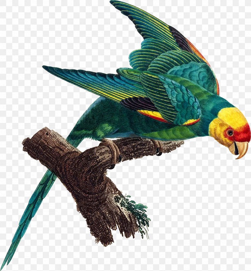 Parrot Carolina Parakeet Bird Extinction, PNG, 2230x2400px, Parrot, Beak, Bird, Budgerigar, Carolina Parakeet Download Free