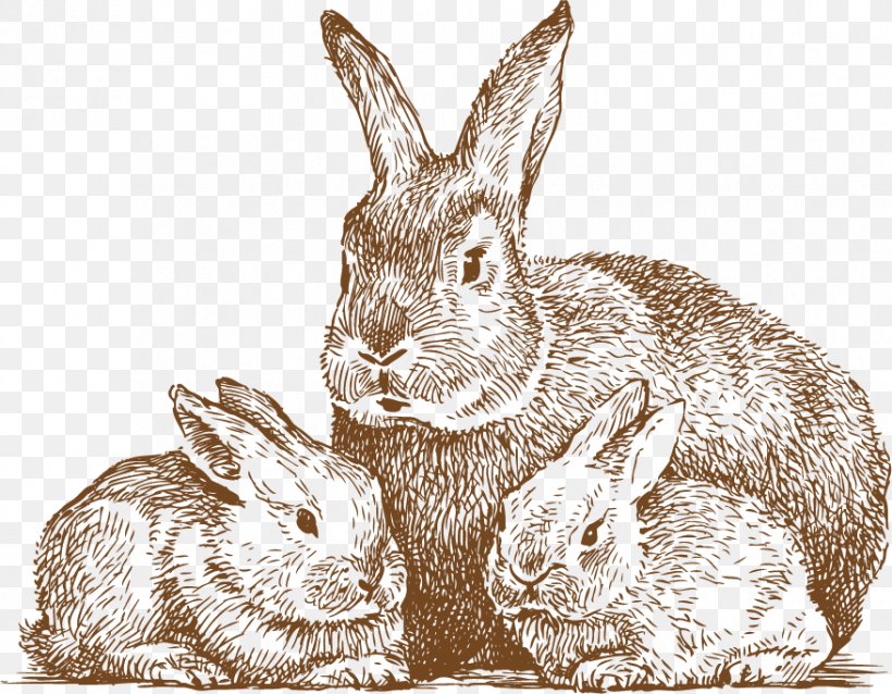 Rabbit Drawing Line Art Photography, PNG, 877x683px, Rabbit, Domestic