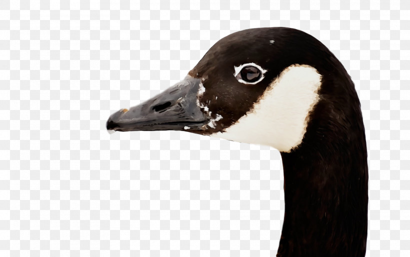 Bird Canada Goose Beak Duck Goose, PNG, 1920x1204px, Goose, Animal, Beak, Bird, Canada Goose Download Free