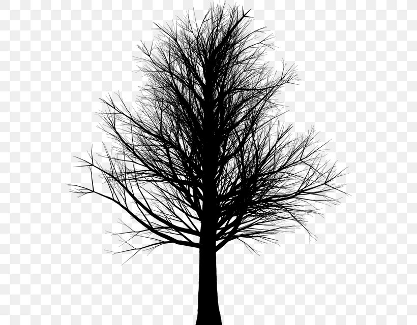 Branch Tree Trunk Clip Art, PNG, 564x640px, Branch, Black And White, Crown, Leaf, Manzanita Download Free