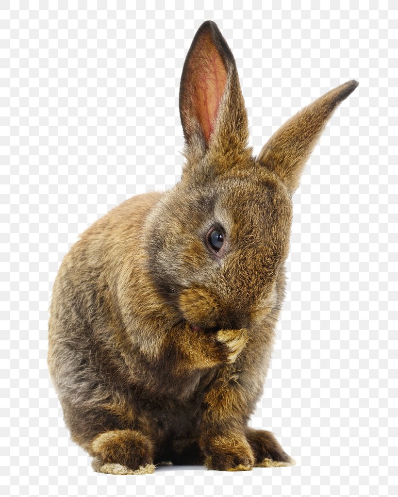 Domestic Rabbit Cuy Hare, PNG, 737x1024px, Domestic Rabbit, Animal, Animation, Cuy, Fur Download Free