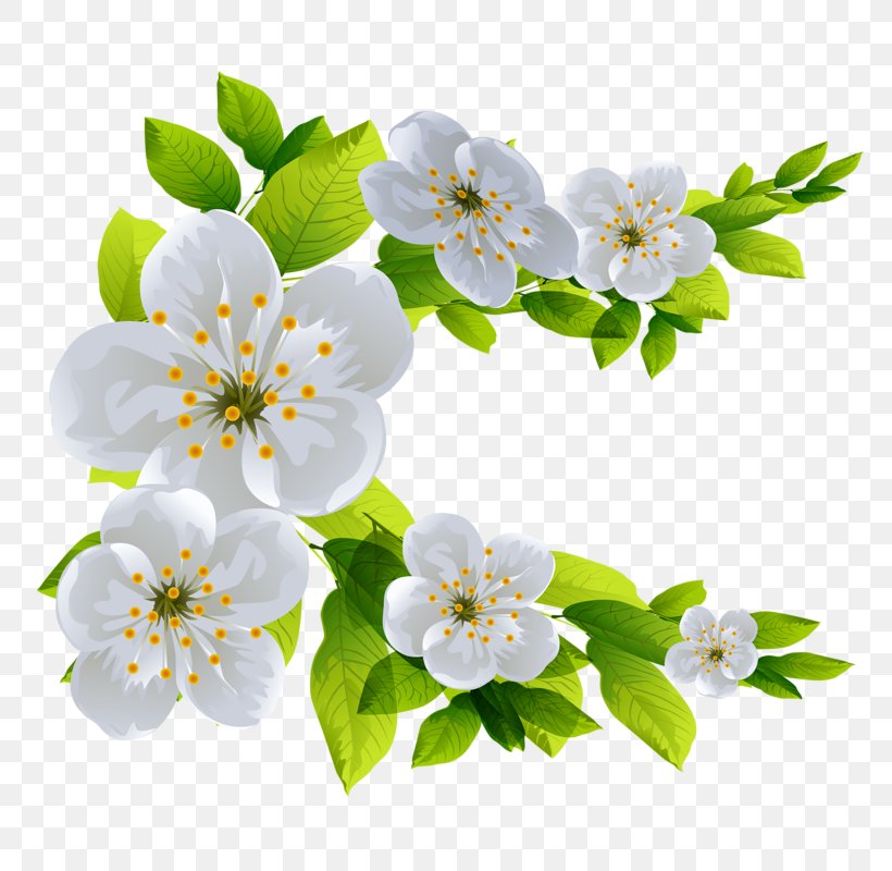 Download Clip Art, PNG, 768x800px, Flower, Blossom, Branch, Cherry Blossom, Floral Design Download Free