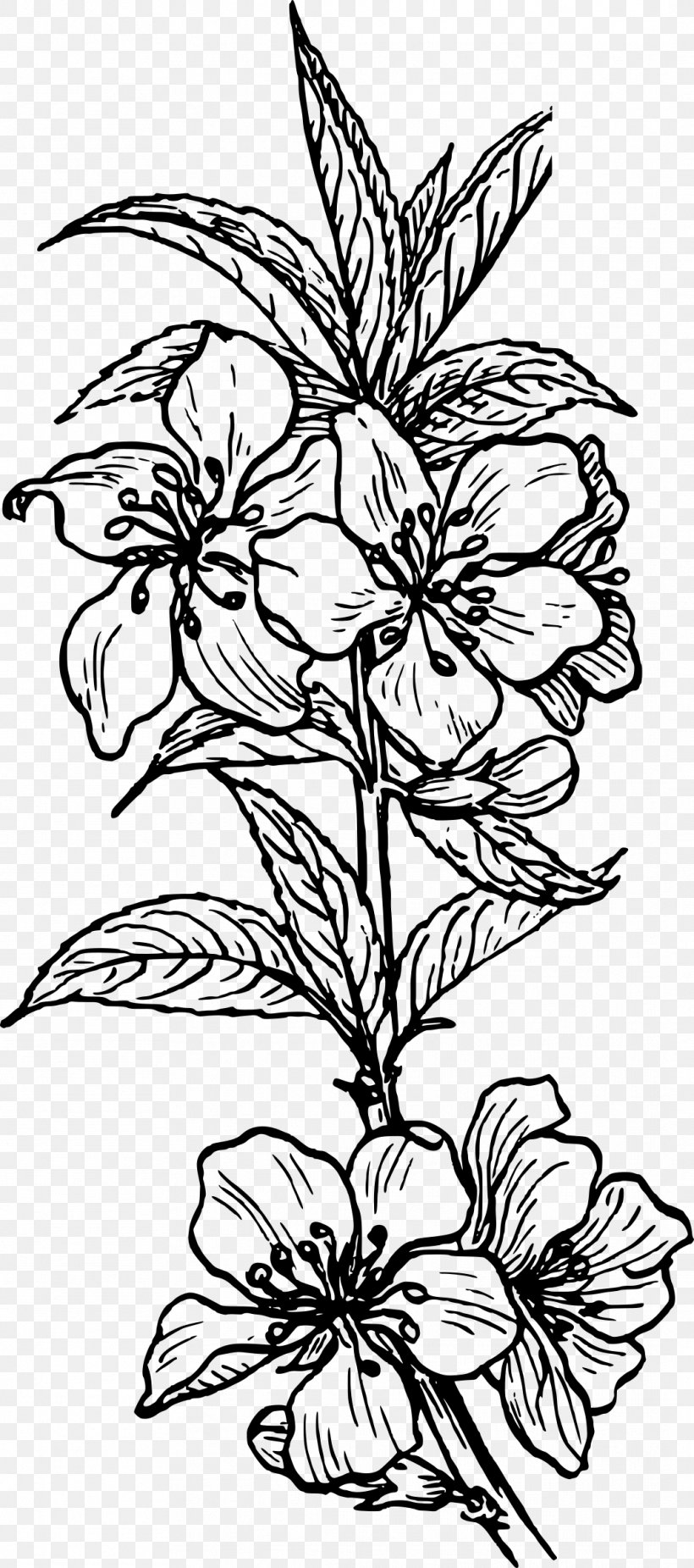 Plant Clip Art, PNG, 1063x2400px, Plant, Almond, Art, Artwork, Black And White Download Free