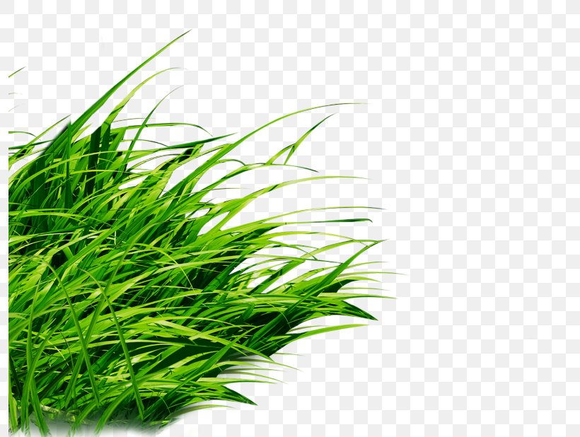 Clip Art Desktop Wallpaper Image Vector Graphics, PNG, 795x618px, Drawing, Flowering Plant, Grass, Grass Family, Green Download Free