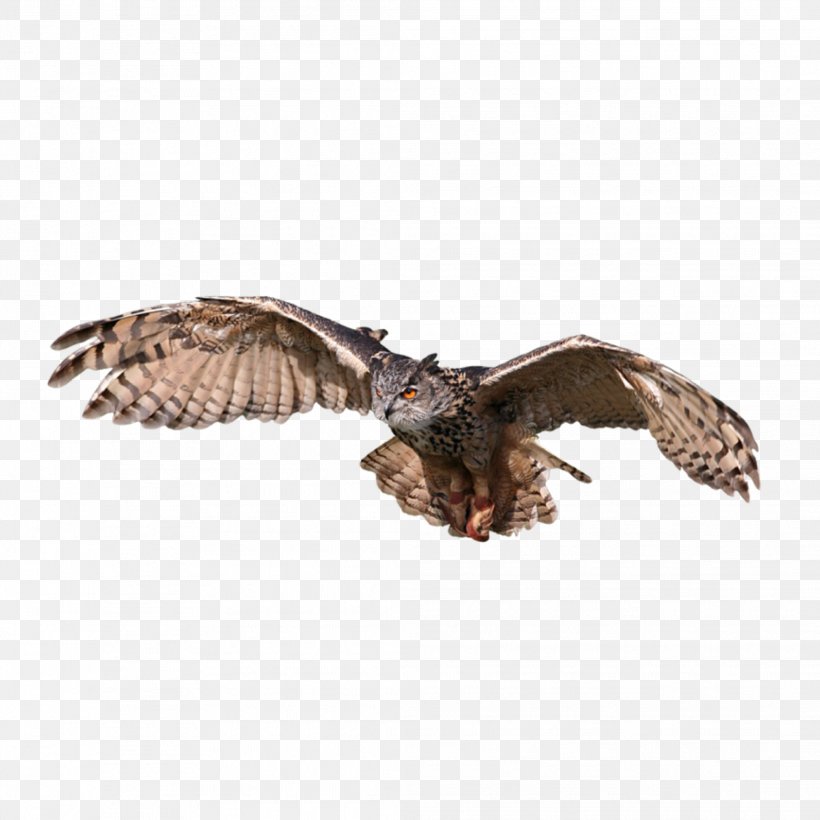 Bird Snowy Owl Eurasian Eagle-owl Great Horned Owl Tawny Owl, PNG, 2083x2083px, Bird, Accipitriformes, Barn Owl, Beak, Bird Of Prey Download Free