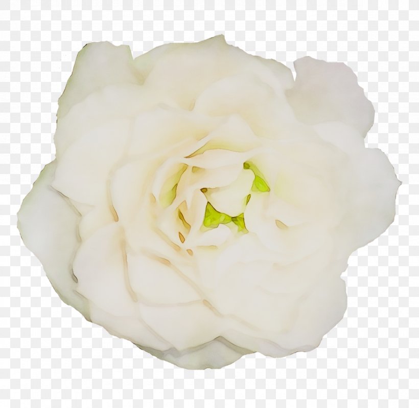 Garden Roses Cabbage Rose Floribunda Gardenia Cut Flowers, PNG, 1180x1148px, Garden Roses, Artificial Flower, Beige, Cabbage Rose, Camellia Download Free