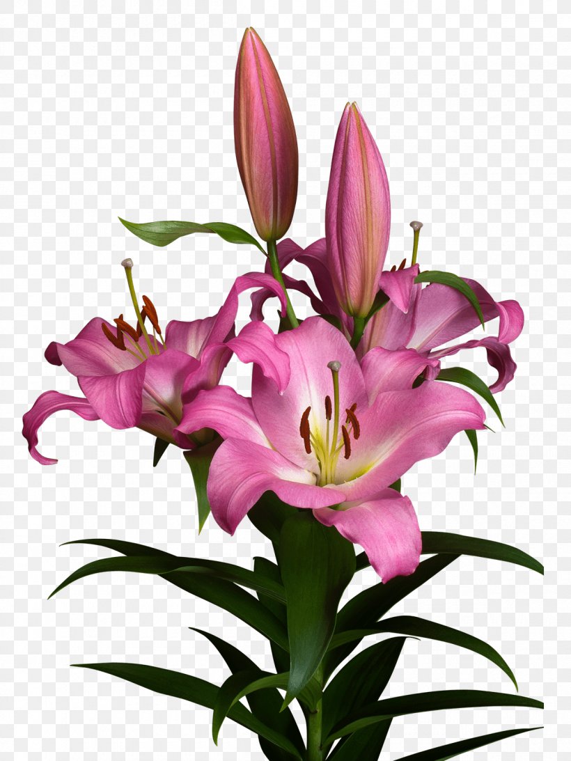 Lilium Cut Flowers Floral Design アソート, PNG, 1200x1600px, Lilium, Assortment Strategies, Cut Flowers, Eye Liner, Field Guide Download Free