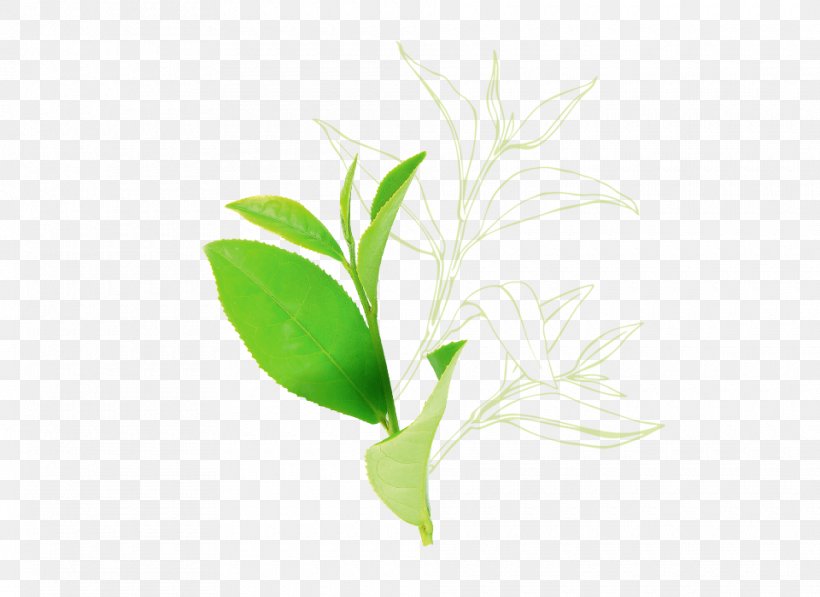 Tea Plant Leaf Seed Oil Plant Stem Herb, PNG, 960x700px, Tea Plant, Aloe Vera, Aloes, Branch, Camellia Download Free
