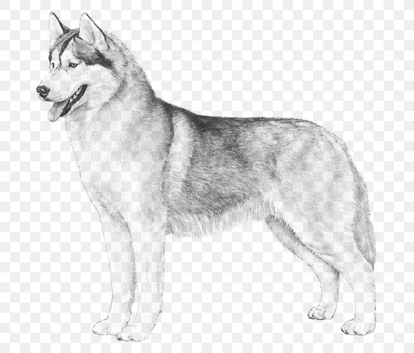 The Siberian Husky Boxer Puppy, PNG, 700x700px, Siberian Husky, Alaskan Malamute, American Kennel Club, Animal, Black And White Download Free