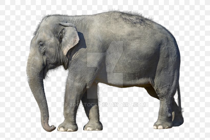 African Bush Elephant Elephantidae Desktop Wallpaper African Forest Elephant White Elephant, PNG, 900x603px, African Bush Elephant, African Elephant, African Forest Elephant, Animal, Asian Elephant Download Free