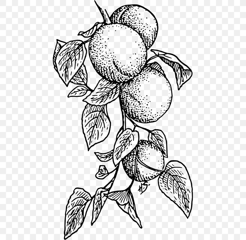 Apricot Fruit Clip Art, PNG, 467x800px, Apricot, Artwork, Black, Black And White, Branch Download Free