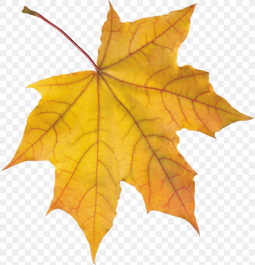 Autumn Leaf Color, PNG, 2348x2436px, Leaf, Autumn, Autumn Leaf Color, Green, Maple Leaf Download Free