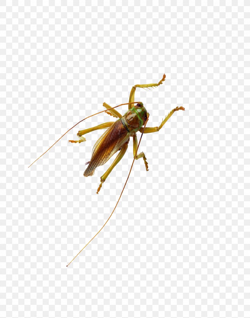 Beetle Cockroach Cricket Locust, PNG, 2023x2575px, Beetle, Arthropod, Bush Crickets, Caelifera, Cockroach Download Free