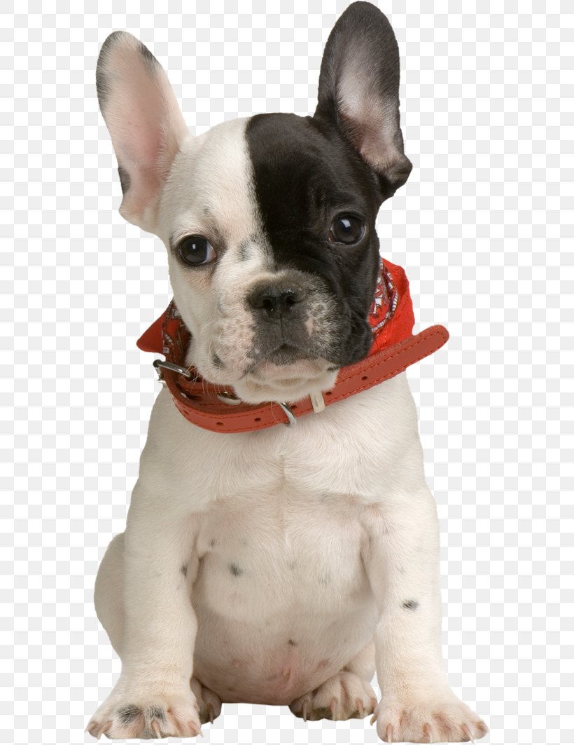 French Bulldog Puppy Pet Clothing, PNG, 582x1063px, French Bulldog, Animal, Beagle, Breed, Breeder Download Free