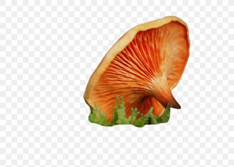 Orange, PNG, 2364x1692px, Watercolor, Mushroom, Orange, Paint, Petal Download Free