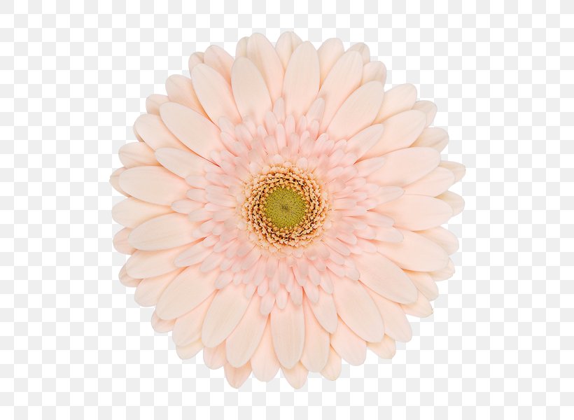 Transvaal Daisy Chrysanthemum Cut Flowers Petal, PNG, 600x600px, Transvaal Daisy, Chrysanthemum, Chrysanths, Cut Flowers, Daisy Family Download Free