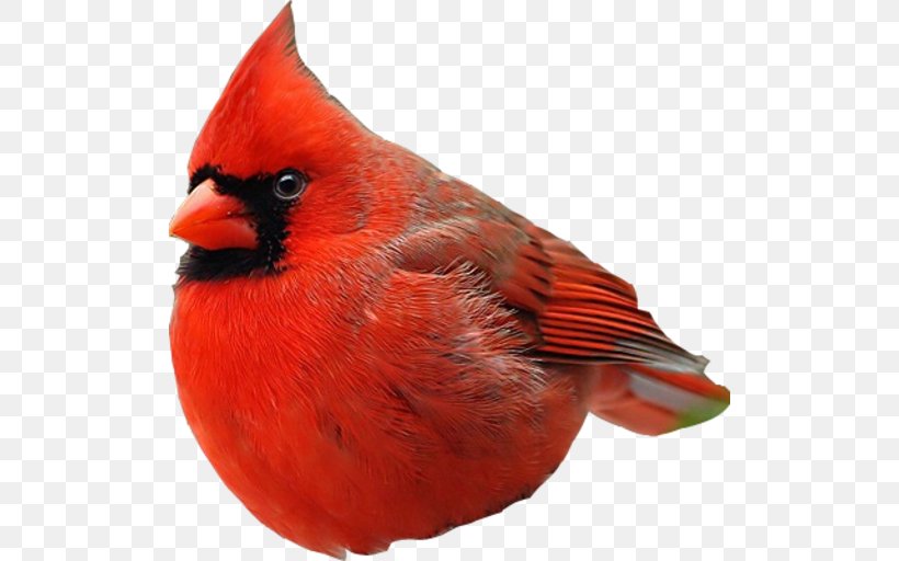 Hummingbird Beak, PNG, 512x512px, Bird, Angry Birds Movie, Beak, Cardinal, Feather Download Free