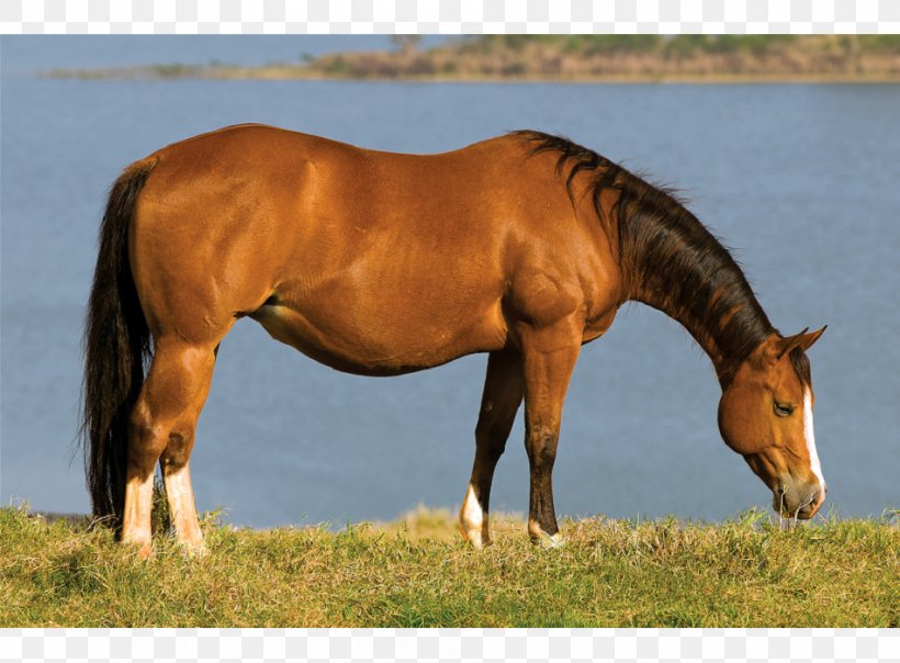 Mare Mustang Stallion Halter Pasture, PNG, 950x700px, Mare, Ecoregion, Ecosystem, Grass, Grassland Download Free