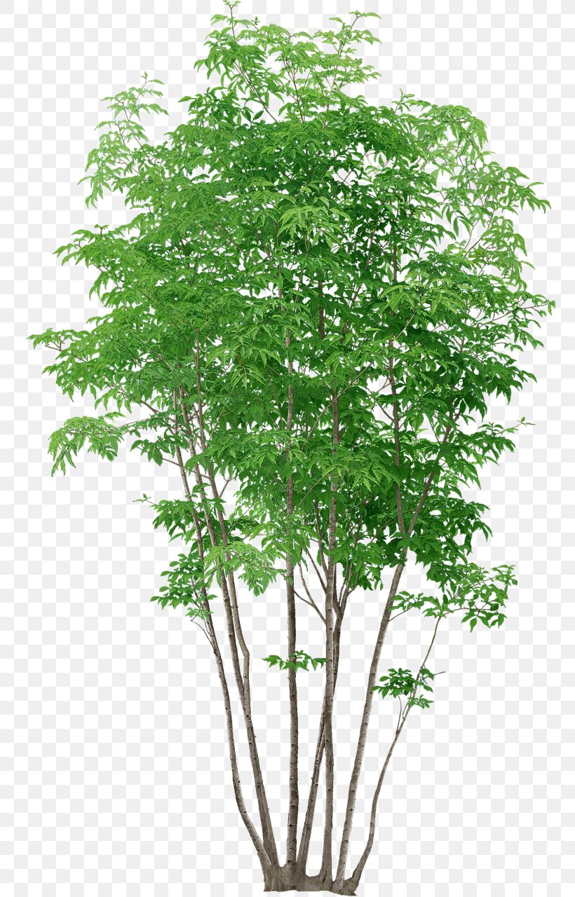 Populus Nigra Tree Plant, PNG, 819x1280px, 3d Computer Graphics, Populus Nigra, Branch, Cottonwood, Evergreen Download Free