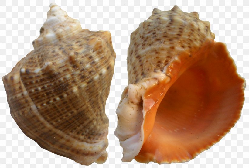 Seashell Clip Art, PNG, 1954x1318px, Seashell, Animal Product, Animation, Clams Oysters Mussels And Scallops, Cockle Download Free