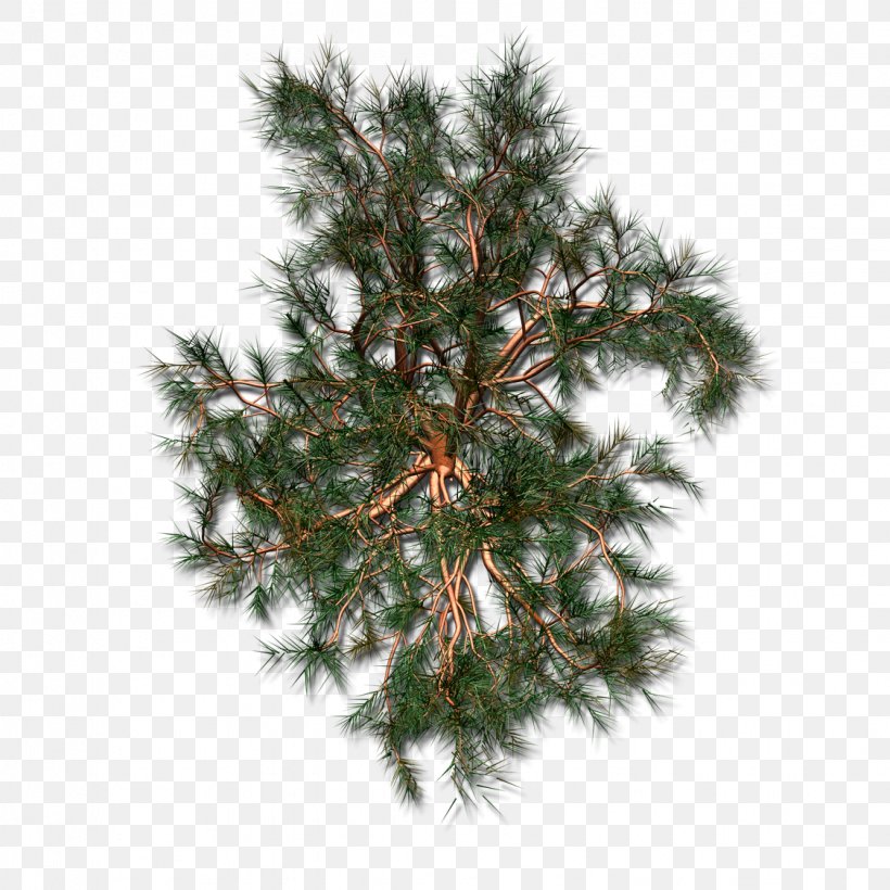 Spruce Christmas Ornament Christmas Tree Fir Christmas Day, PNG, 1125x1125px, Spruce, American Larch, Arizona Cypress, Balsam Fir, Branch Download Free