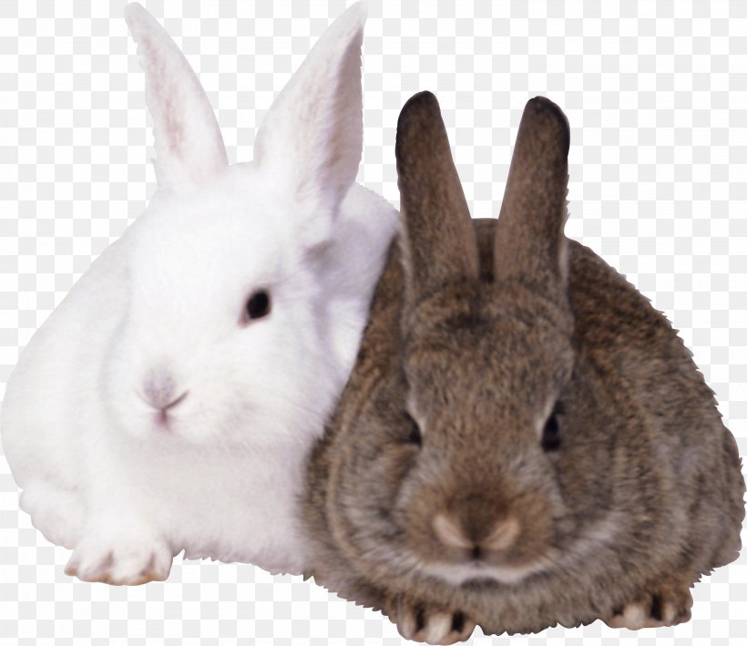 Easter Bunny Rabbit, PNG, 2977x2577px, French Lop, Animal, Clipping Path, Cottontail Rabbit, Domestic Rabbit Download Free