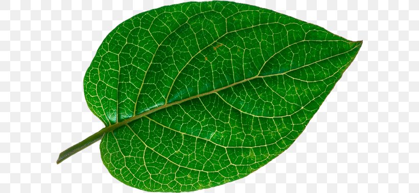 Leaf Vascular Bundle Adiantum Capillus-veneris, PNG, 600x379px, Leaf, Adiantum Capillusveneris, Bladnerv, Burknar, Green Download Free