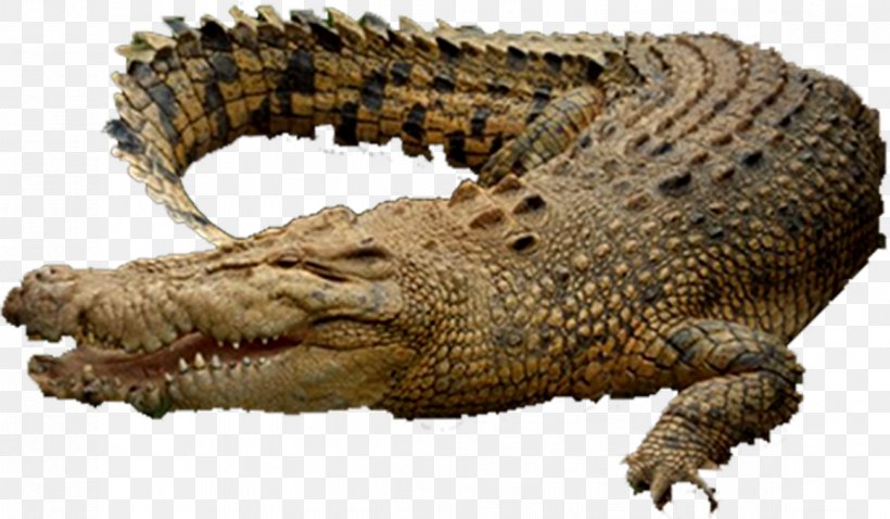 Saltwater Crocodile Alligator Animal Marine Reptile Archosaur, PNG, 1159x677px, Saltwater Crocodile, Alligator, Animal, Archosaur, Biology Download Free