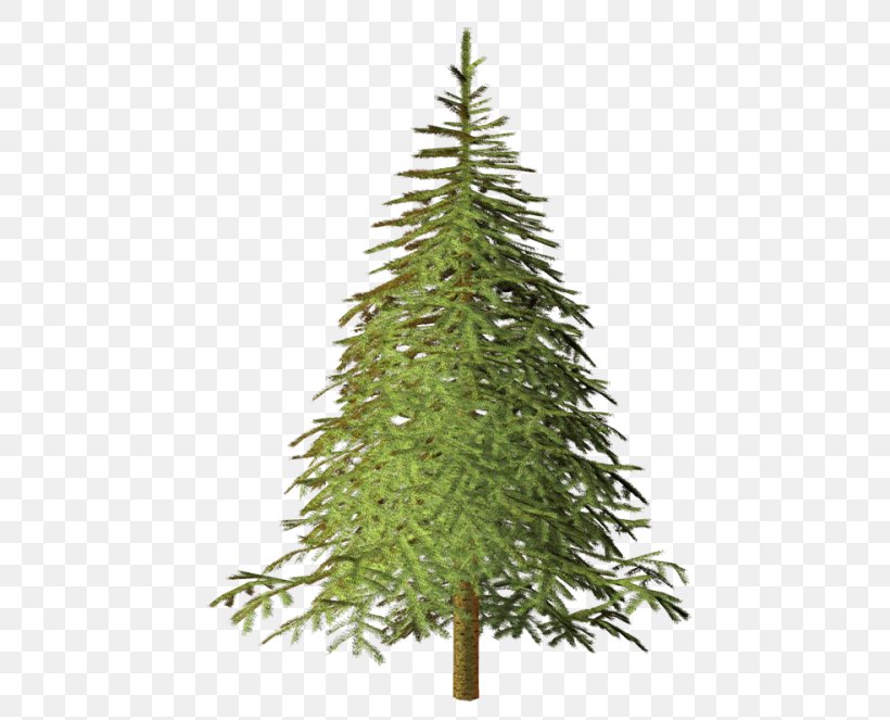 Spruce Pine Conifers Larch Tree, PNG, 500x663px, Spruce, Balsam Fir, Birch, Branch, Christmas Decoration Download Free