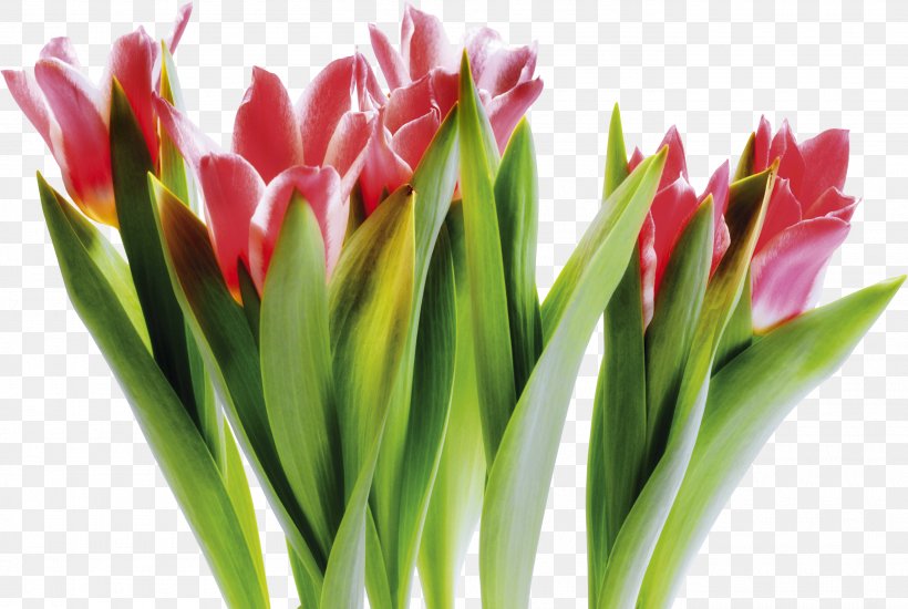Tulip Vase Cut Flowers Tulip Festival, PNG, 2715x1823px, Tulip, Cut Flowers, Floristry, Flower, Flowering Plant Download Free
