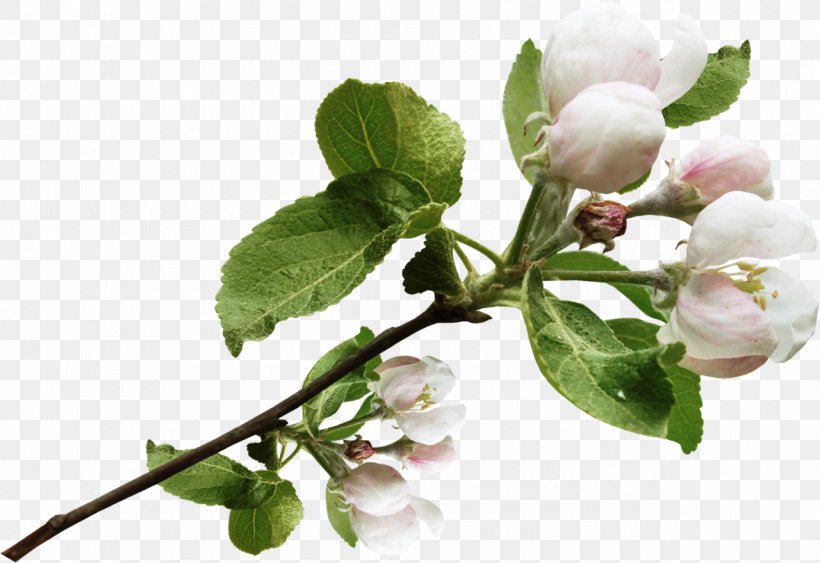Blossom Apples Tree Flower Clip Art, PNG, 1280x879px, Blossom, Apples, Auglis, Branch, Bud Download Free