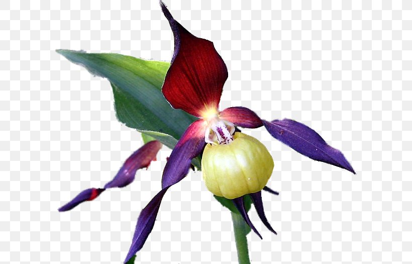 Cypripedium Calceolus Cattleya Orchids Herbaceous Plant, PNG, 604x525px, Cypripedium Calceolus, Cattleya, Cattleya Orchids, Cypripedium, Flora Download Free