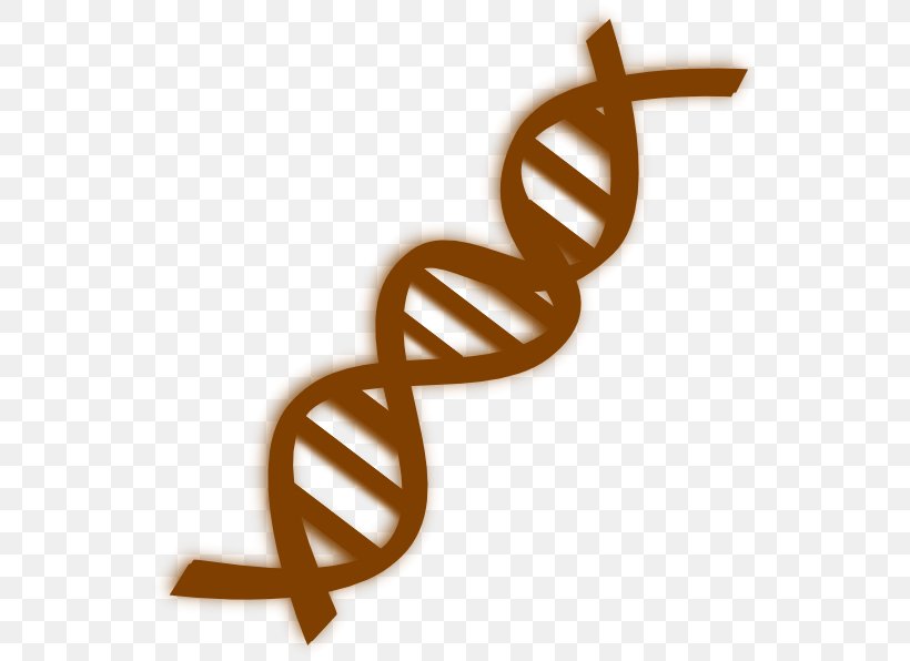 DNA Vector Clip Art, PNG, 552x596px, Dna, Dna Replication, Genetics, Line Art, Mitochondrial Dna Download Free
