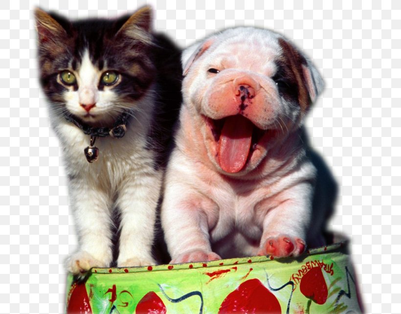Dog–cat Relationship Humour, PNG, 699x642px, Cat, Cat Like Mammal, Catdog, Cats Dogs, Cuteness Download Free