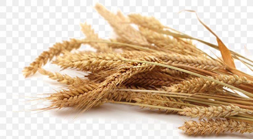 Emmer Whole Grain Oat Cereal, PNG, 855x470px, Emmer, Cereal, Cereal Germ, Commodity, Dinkel Wheat Download Free