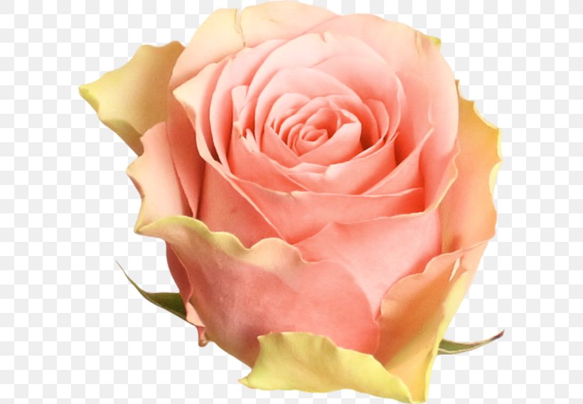 Garden Roses Beach Rose Centifolia Roses Pink, PNG, 600x568px, Garden Roses, Beach Rose, Centifolia Roses, Close Up, Closeup Download Free