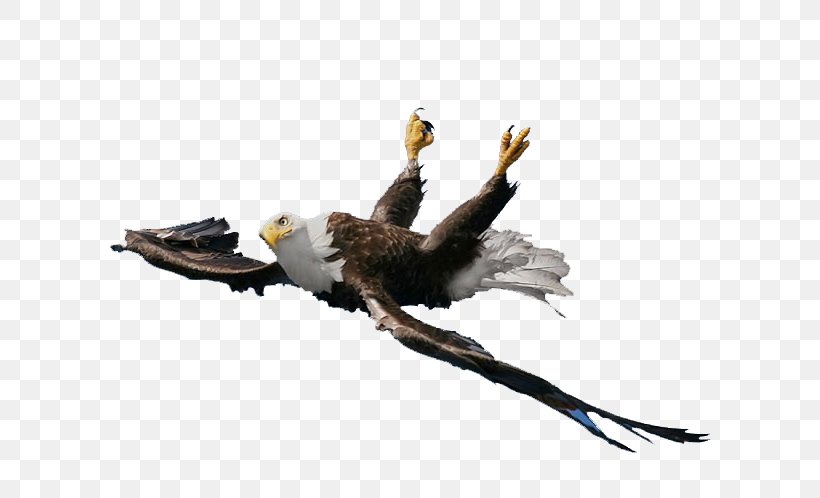 Bald Eagle Vulture Beak Fauna, PNG, 620x498px, Bald Eagle, Accipitriformes, Beak, Bird, Bird Of Prey Download Free