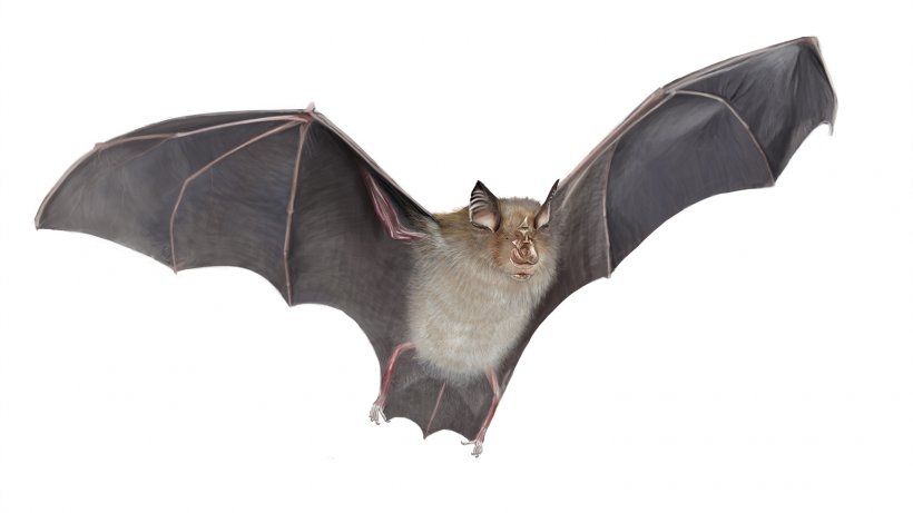 Horseshoe Bat Royalty-free Digital Illustration, PNG, 1540x866px, Bat, Big Brown Bat, Digital Illustration, Fotolia, Horseshoe Bat Download Free