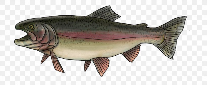 Salmon Rainbow Trout Sea Trout Oily Fish, PNG, 1030x423px, Salmon, Animal Figure, Bony Fish, Brown Trout, Cod Download Free